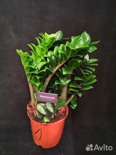 Замиокулькас зензи жук 14/40-45