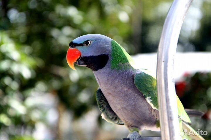 Кольчатый Китайский попугай
