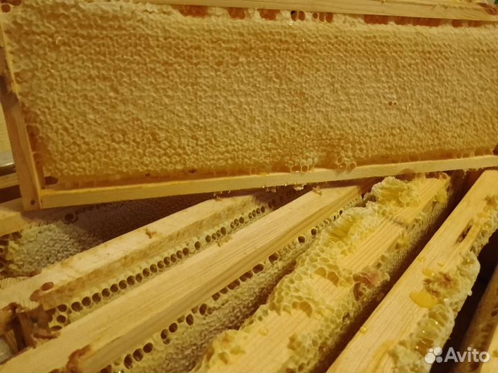 Рамка меда в сотах август 2023