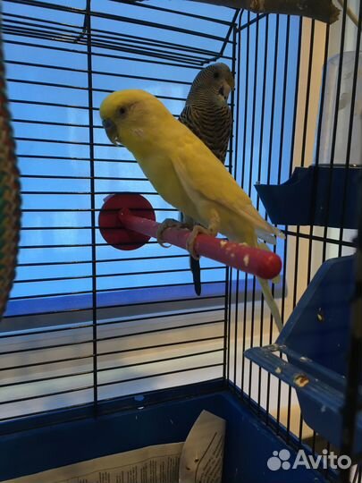 Волнистые попугаи с клеткой