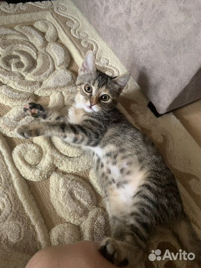 Кошка девочка 2 месяца