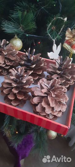 Крымская шишка набор