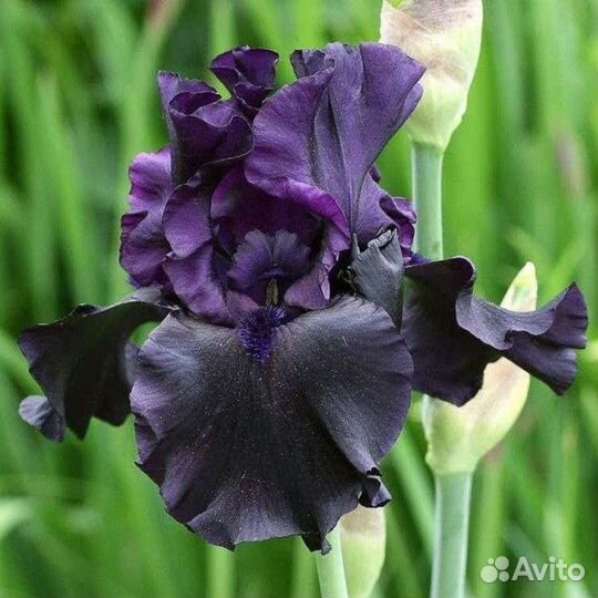Ирисы бородатые