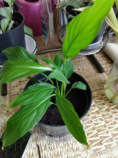 Спатифиллум, фикус