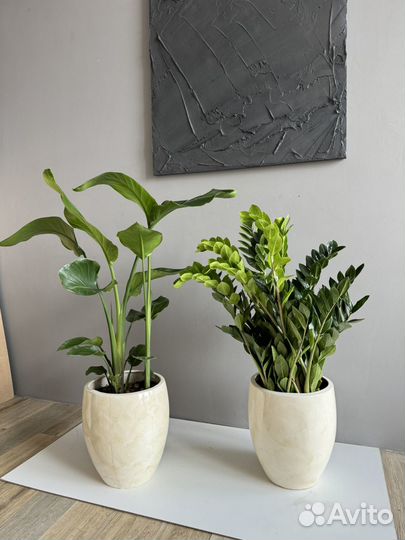 Замиокулькас в керамическом горшке