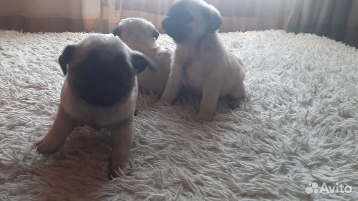 Щенки мопса