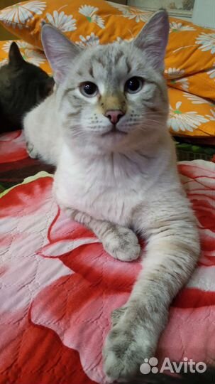 Котики в добрые руки