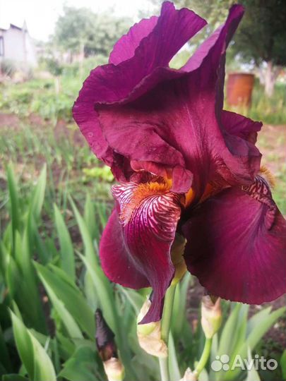 Ирис