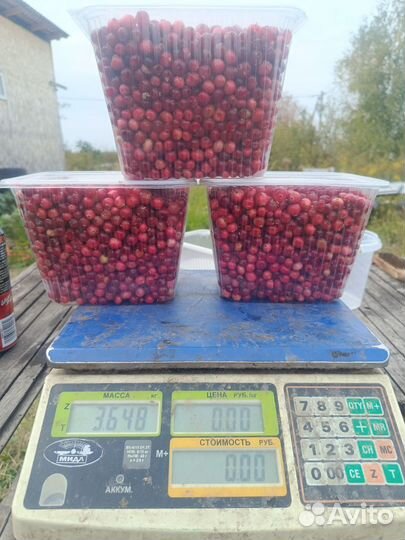 Клюква свежая 2023