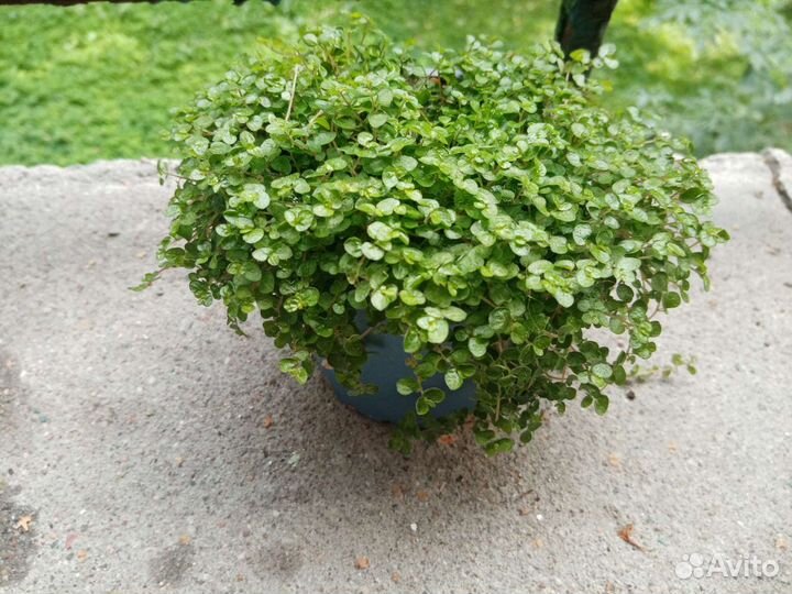 Солейролия