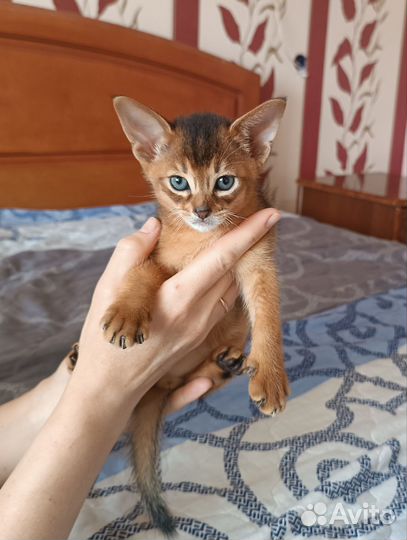 Абиссинские котята