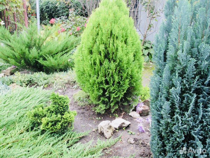 Туя Ауреа-Нана+доставка