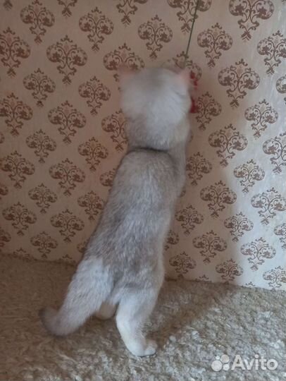 Британская серебристая шиншилла