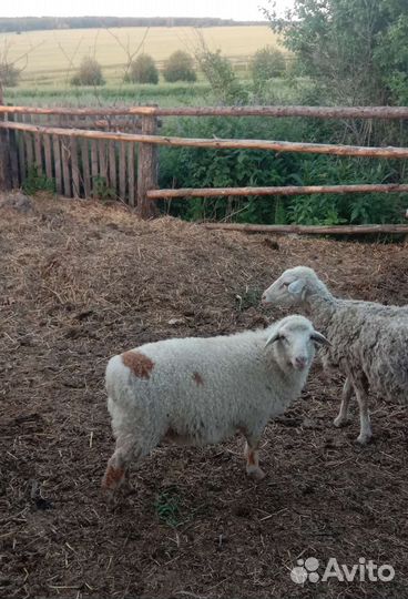 Баран Курдюк