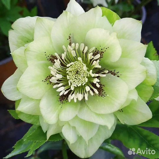 Морозники махровые