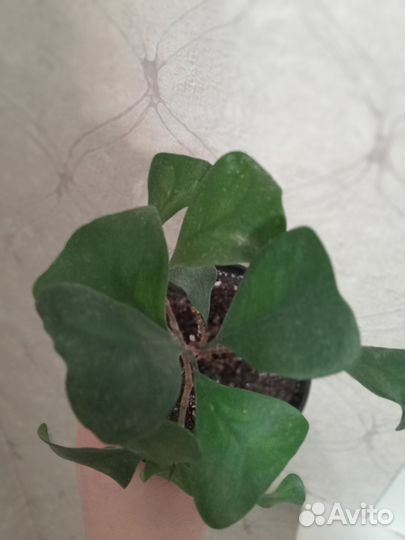 Фикус Триангулярис Грин Дрим Кокетка