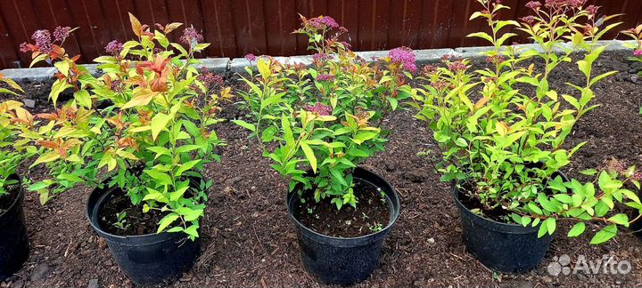 Спирея японская голдфлейм