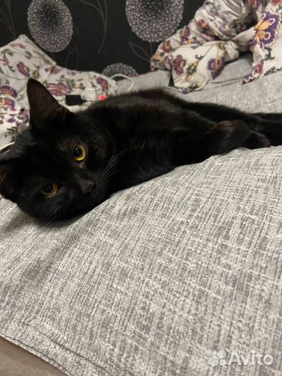 Котик в добрые руки