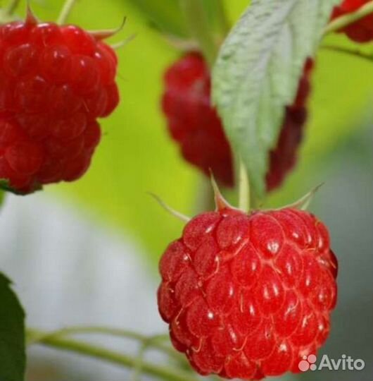 Малина рассада