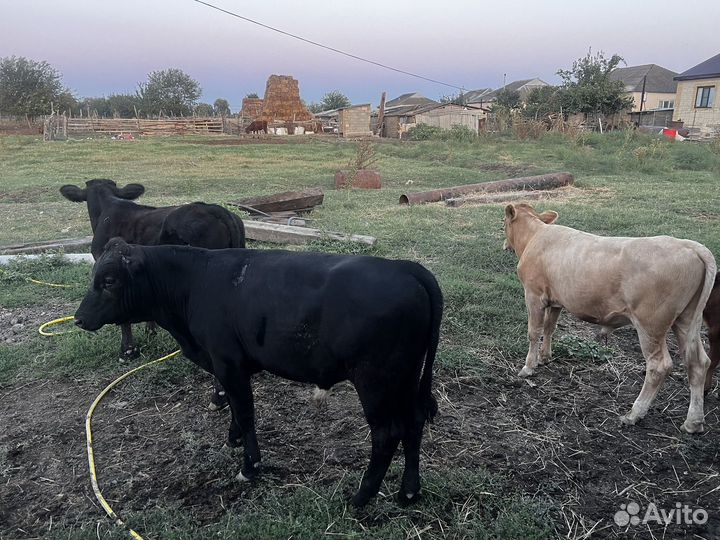 Телята бычки