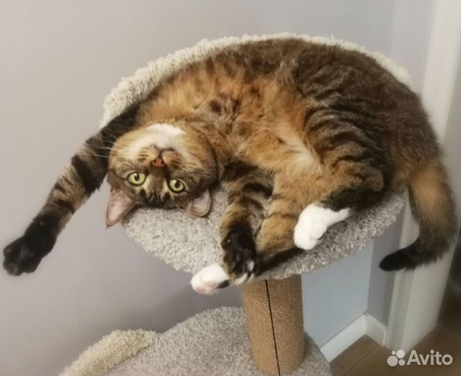 Зоопсихолог для кошки