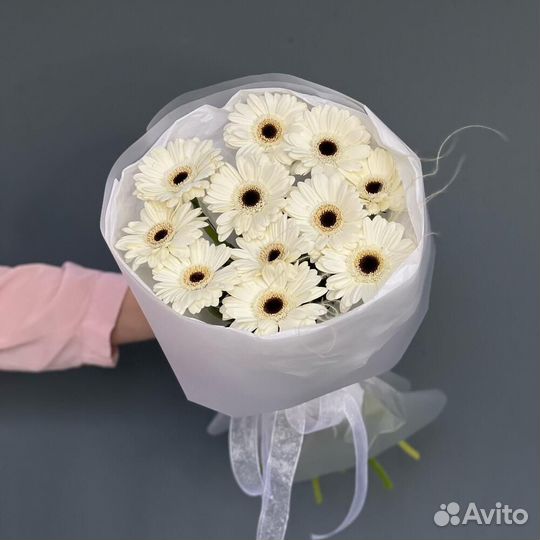 11 молочных Гермини