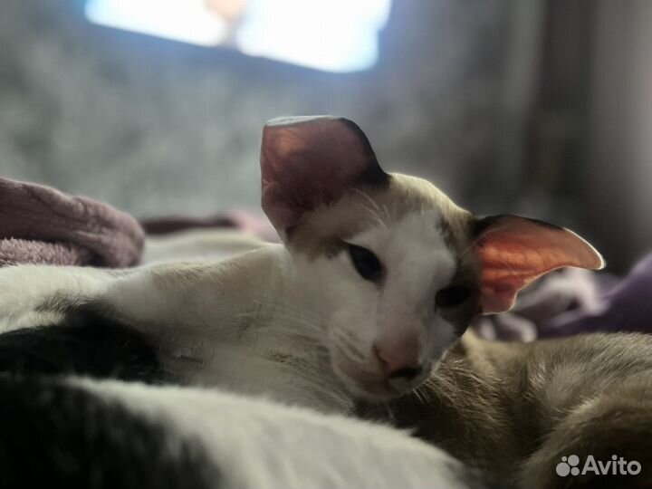 Ориентальная котенок