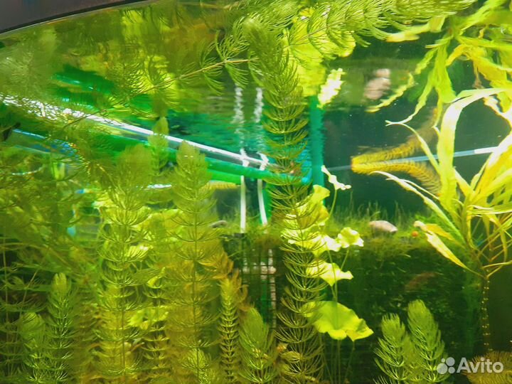 Аквариумные растения