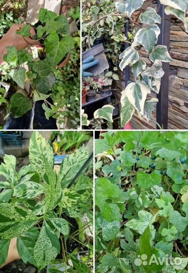 Плющи и лианы