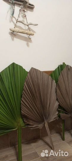 Сухоцветы (кортадерия)