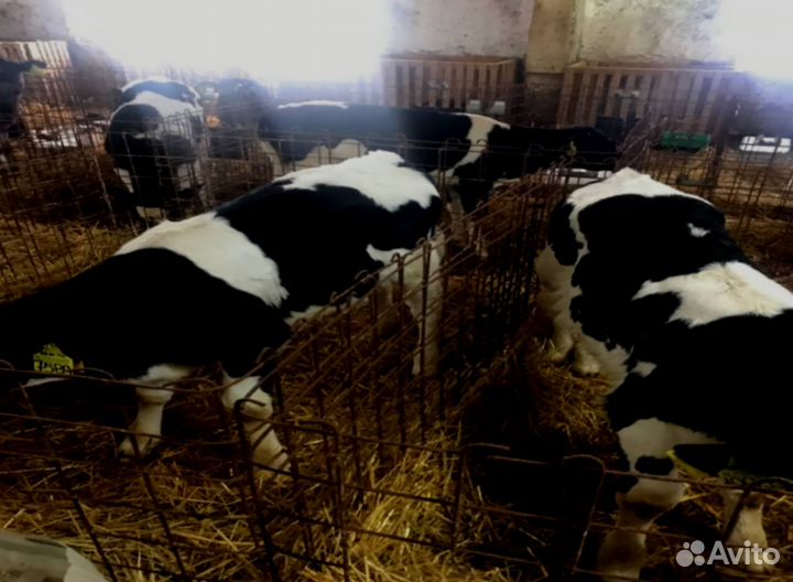 Телки, бычки