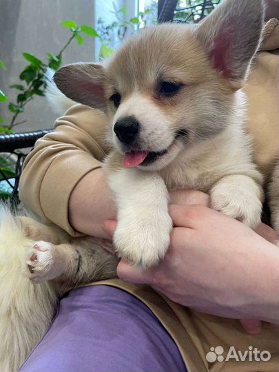 Преданность и любовь вам подарит вельш корги пембр