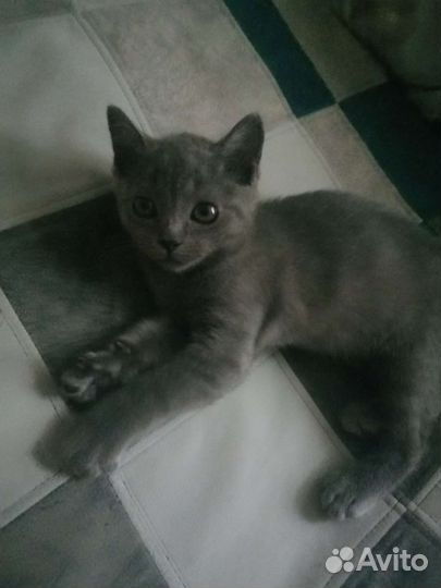 Котенок ищет дом