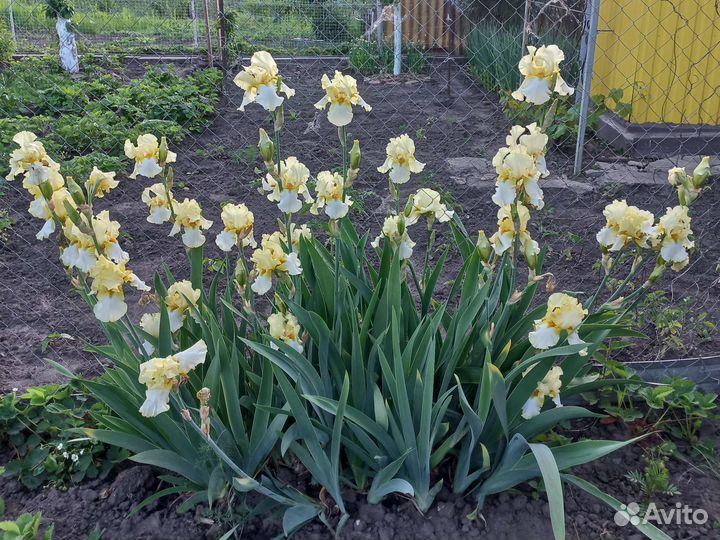 Ирис бородатый, частная отечественная селекция