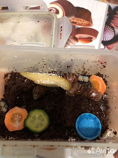 Малыши улитки Ахатин