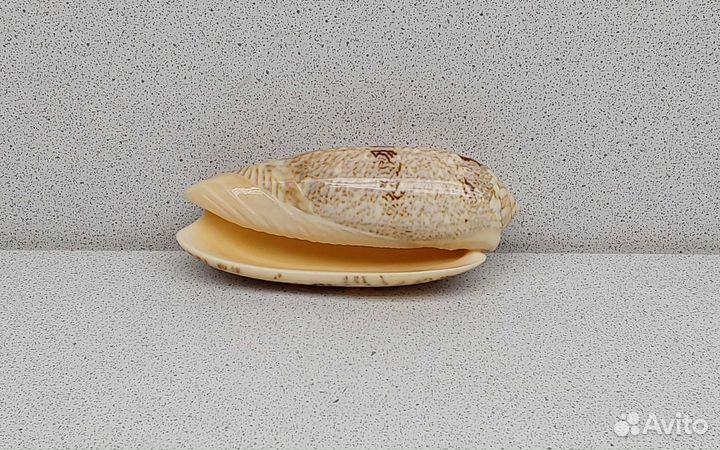 Олива 9,4 морская ракушка раковина