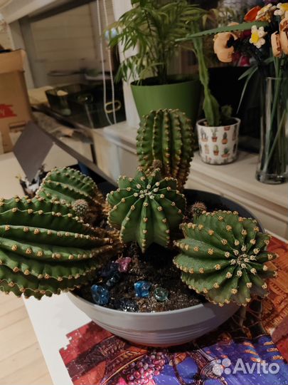 Кактус огромный большой 5
