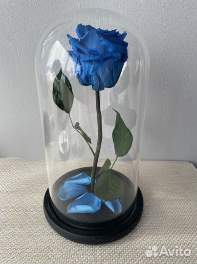 Роза в колбе