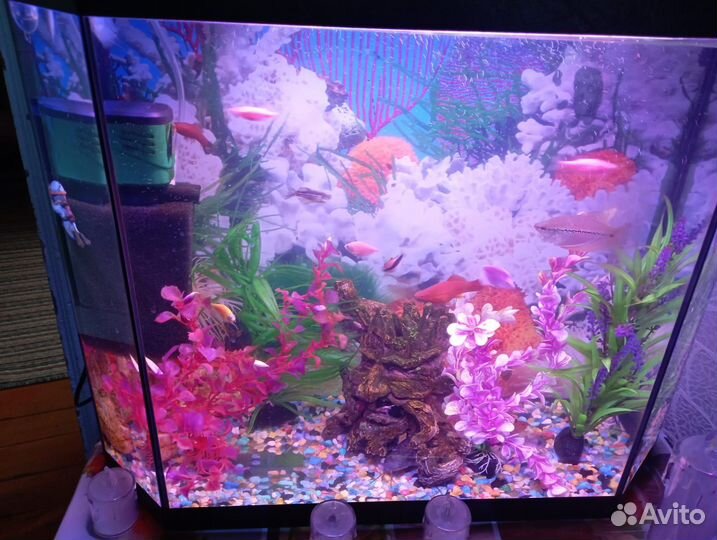 Аквариум с рыбками бу