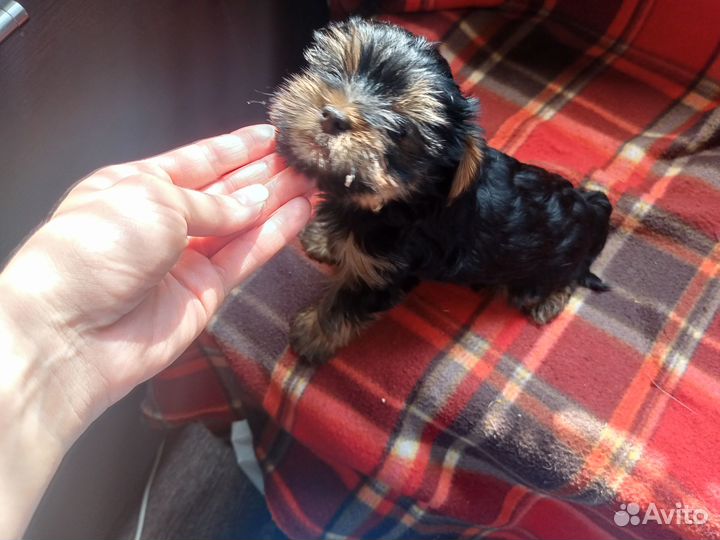 Мини мальчик с документами