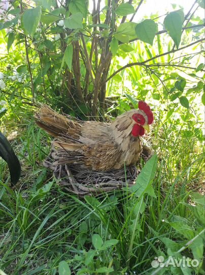 Декоративные петух и курица