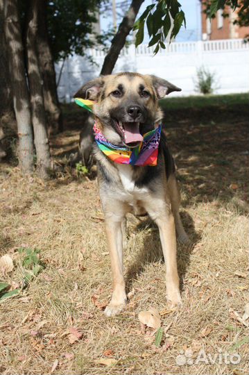 Отдам бесплатно бывшедомашнюю собаку