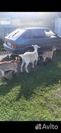 Продам коз