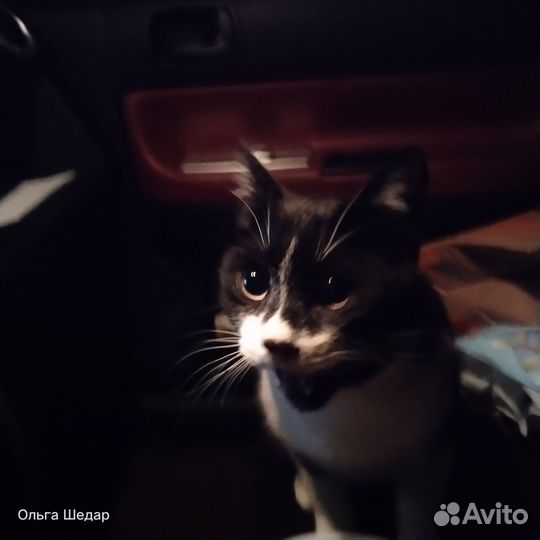 Котик до года