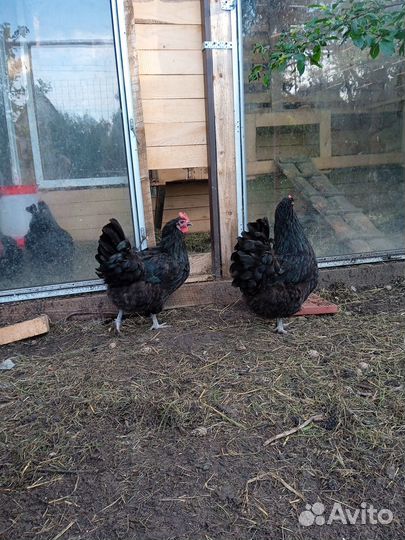 Предлагаю куры, петухи