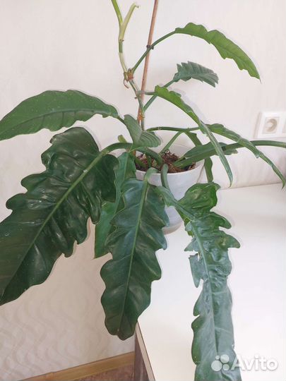 Филодендрон Narrow Escape