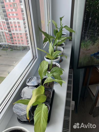 Цветок женское счастье - спатифиллум