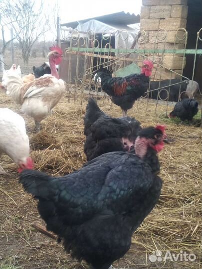 Яйцо, цыплята