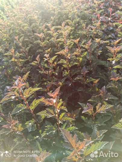 Пузыреплодник Андре (Andre)