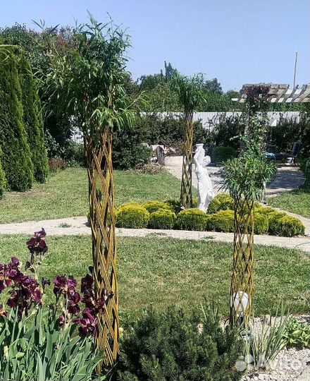 Декоративные живые деревья из сортовой ивы